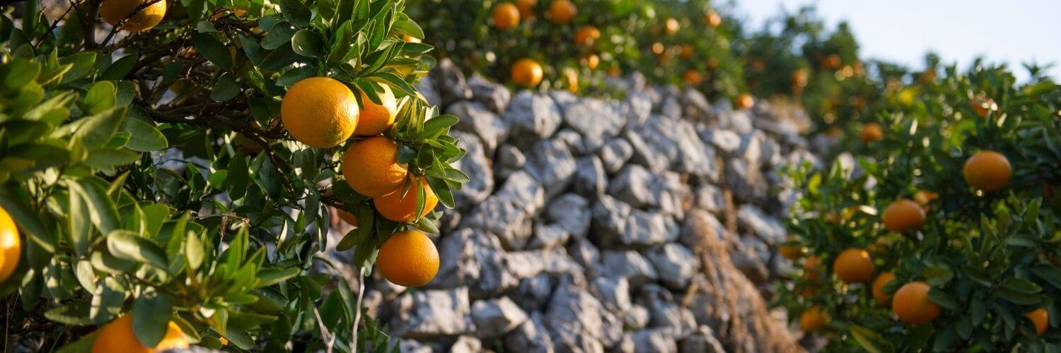 Unique Varieties of Kankitsu: Japanese Citrus Fruits