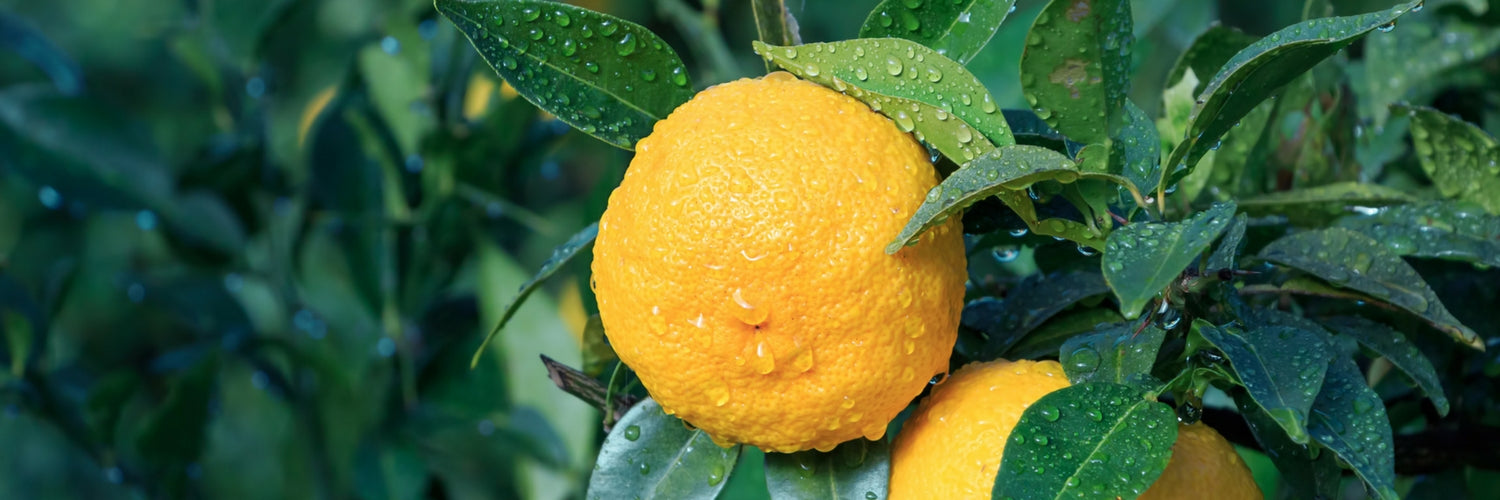 Health Benefits and Culinary Uses of Yuzu