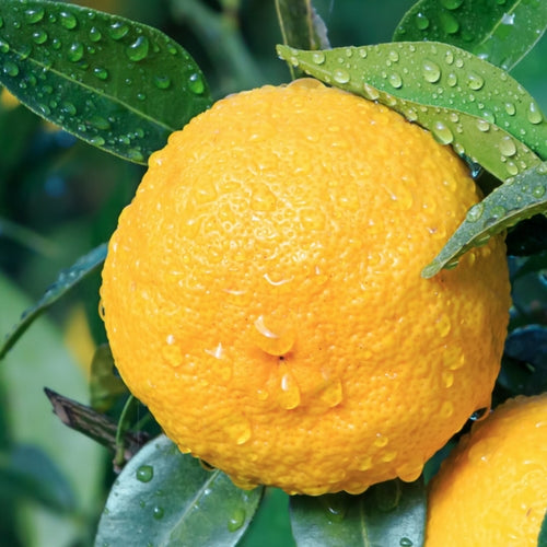 Health Benefits and Culinary Uses of Yuzu
