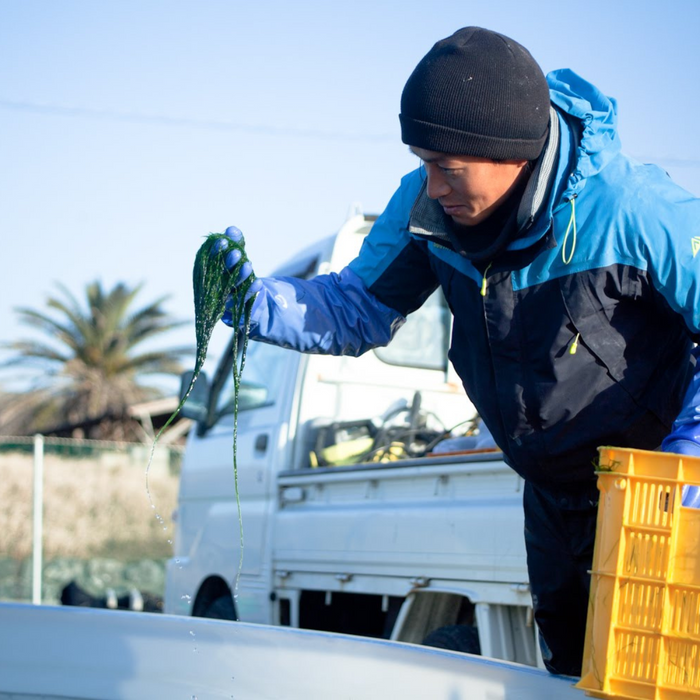 Fisherman picking up aonori from the sea