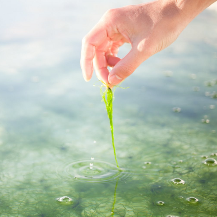 A hand picking up aonori from the sea
