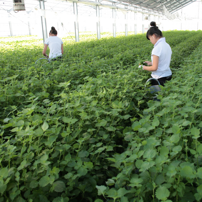 Two farmers in shiso plants field