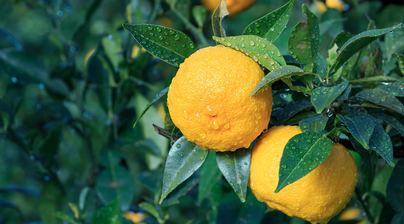 Yuzu fruits on trees