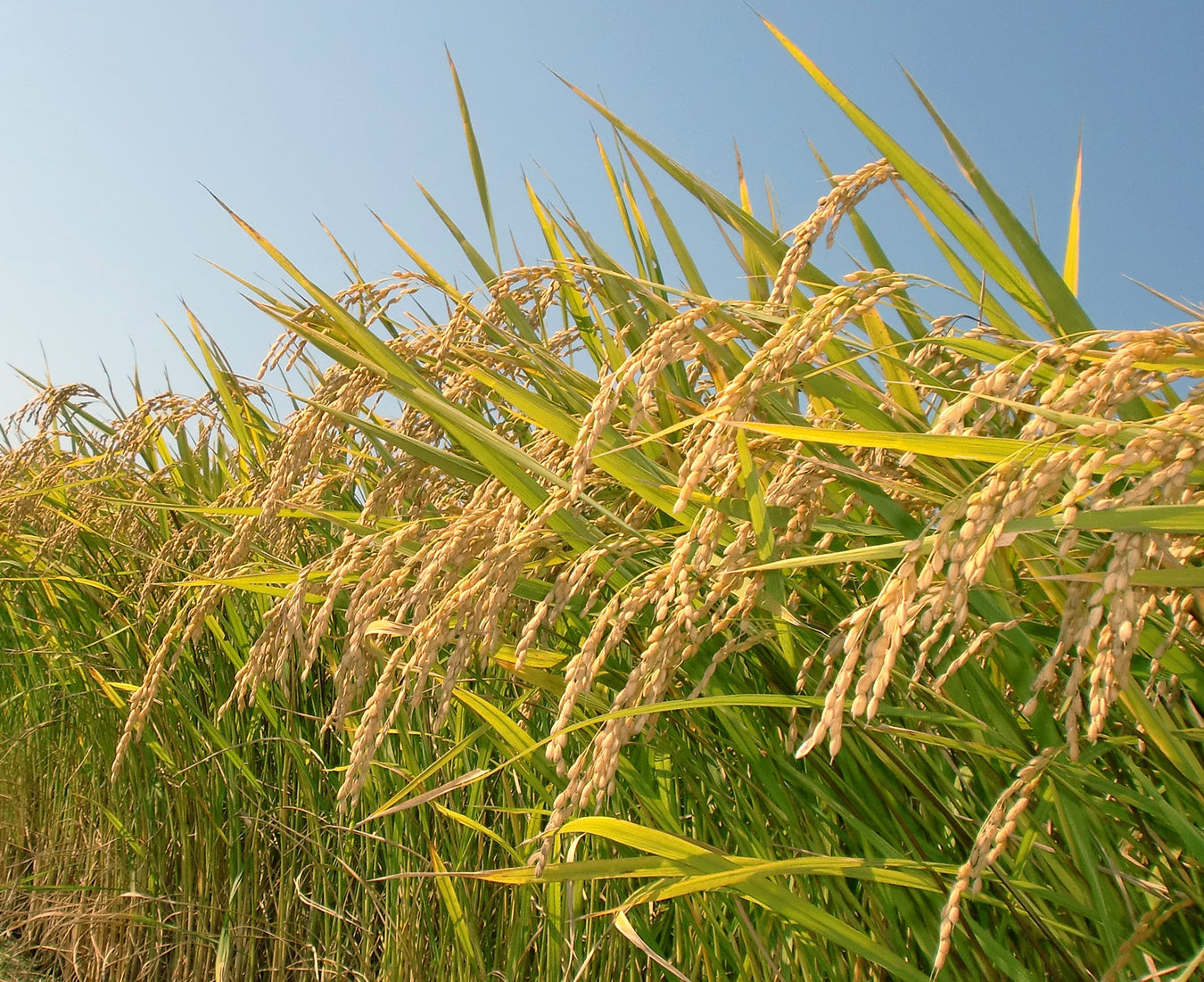 Rice field