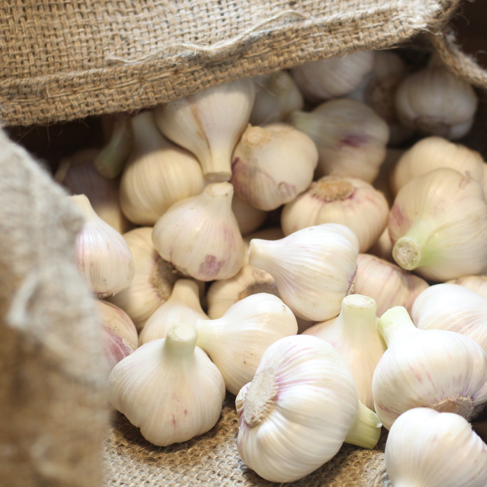Lots of garlic bulbs in a bag