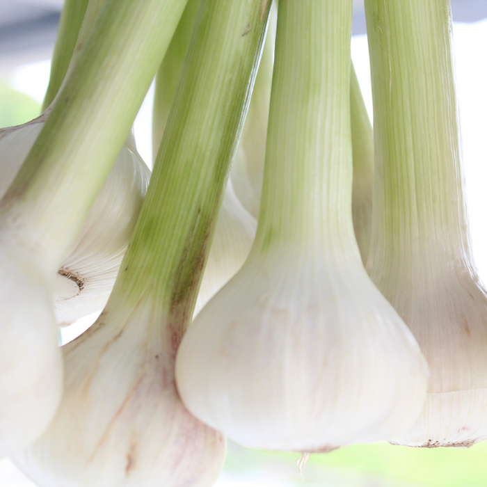 Fresh garlic bulbs