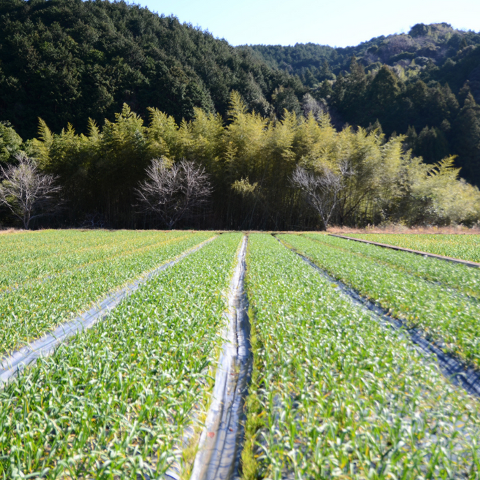 Garlic fields