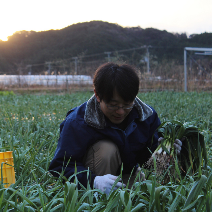 Man picking up garlic in the field