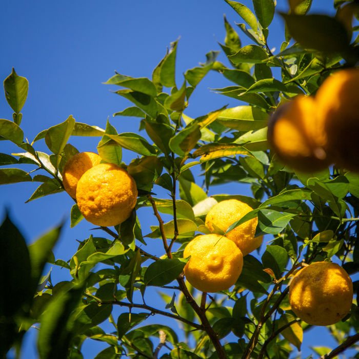 Lots of kito-yuzu citruses hanging from trees