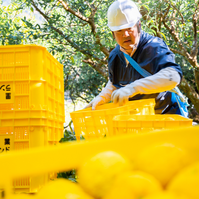 Farmer putting a piece of kito-yuzu citrus in to a basket in citrus field