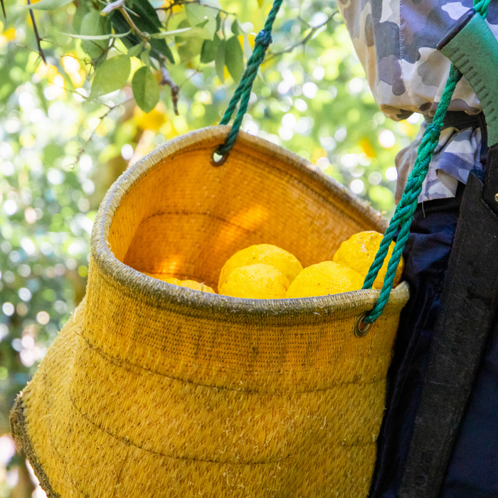 A knitted bag filled with kito-yuzu citruses