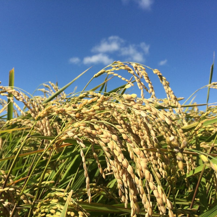 Rice fields