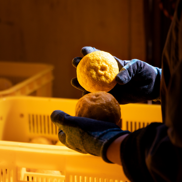 Man picking up two kito-yuzu citruses from baskets