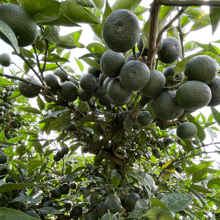 Sudachi fruits hanging from trees