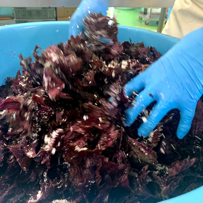 Man holding shiso leaves