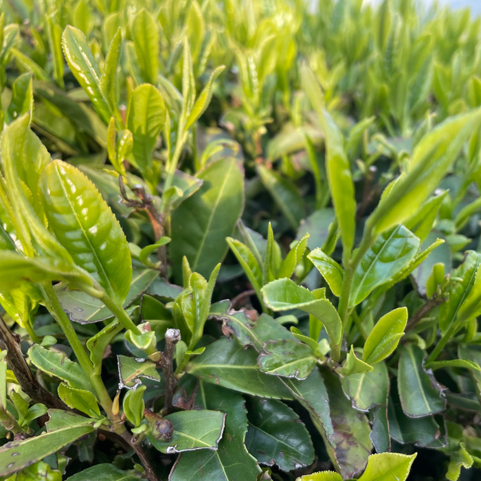 Green tea leaves