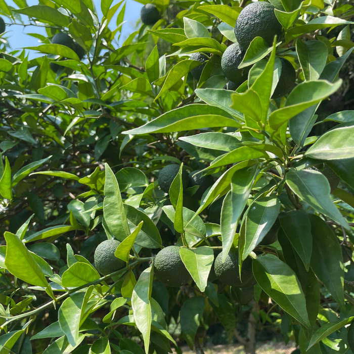 Sudachi citruses hanging from trees