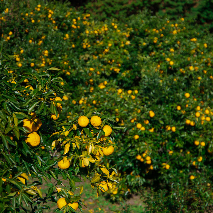 View of yuzu citrus firm below