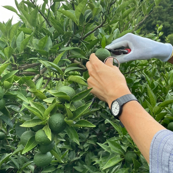 A man picking up a sudachi citrus by hand and scissors
