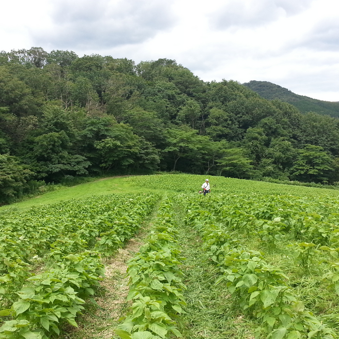 A farmer working in egoma fields