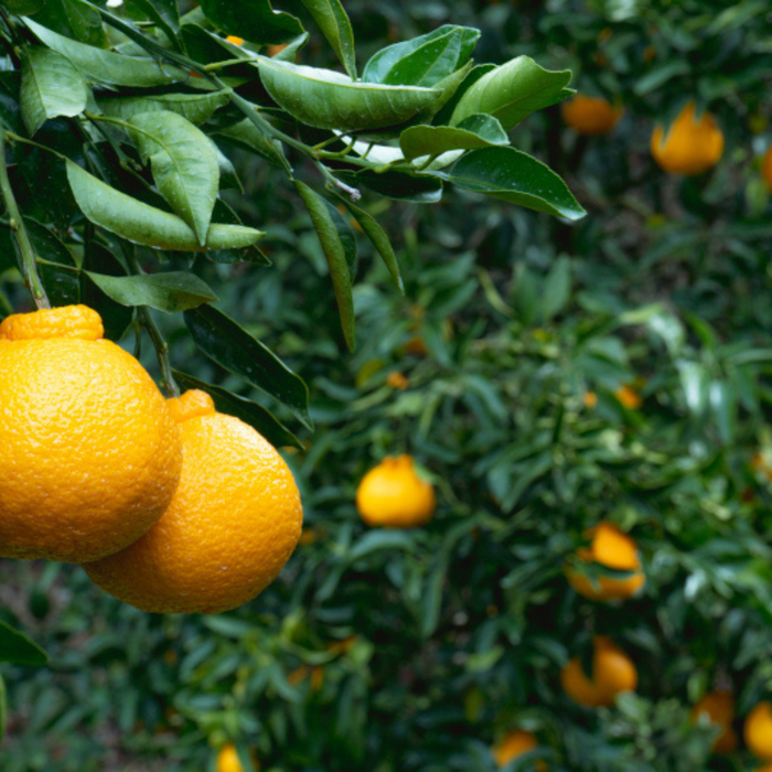 A lot of sumo citrus fruits hanging from trees
