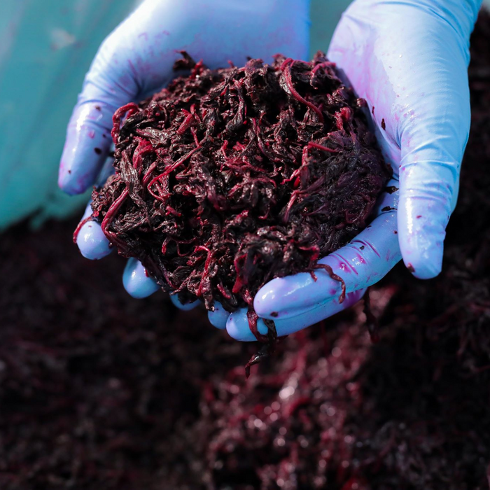 Man holding a handful amount of pickled organic shiso leaves by both hands