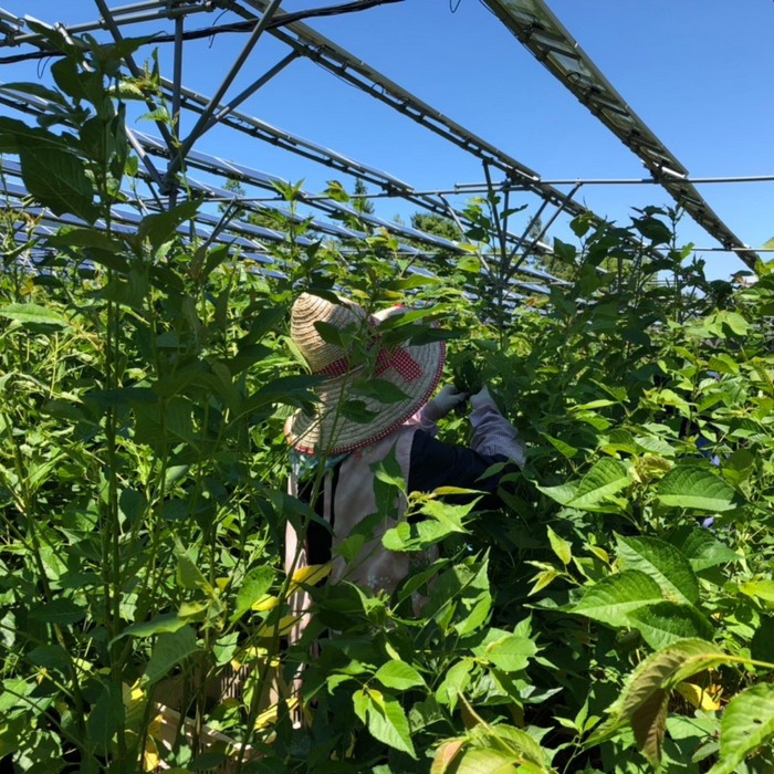 Woman picking up sakura leaves from trees
