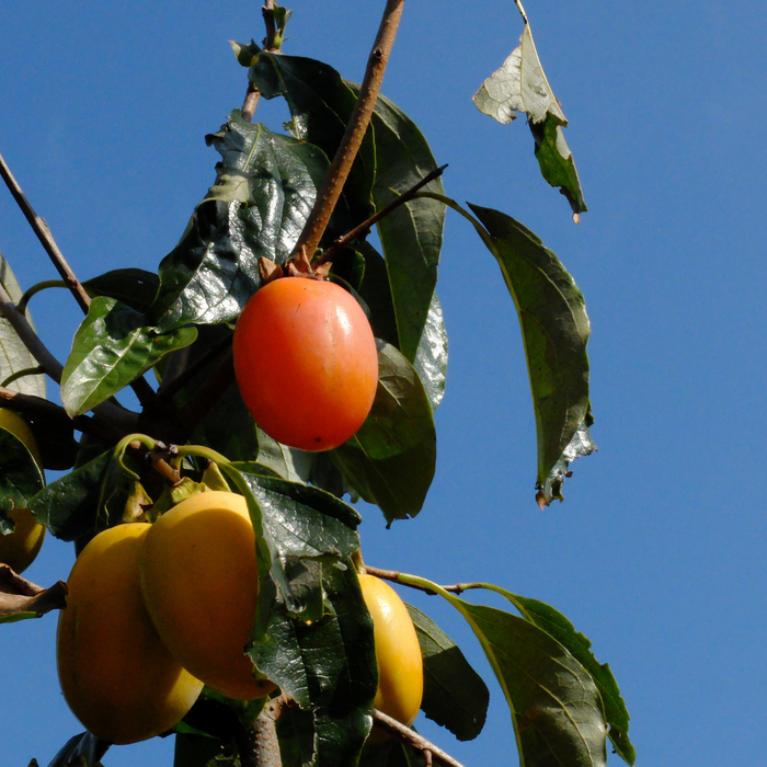 Four saijo persimmon fruits hanging from trees