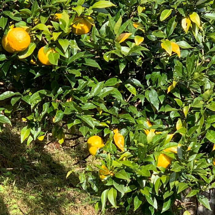 Yuzu fruits hanging from trees