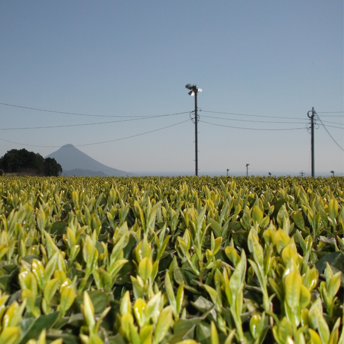 Tea field