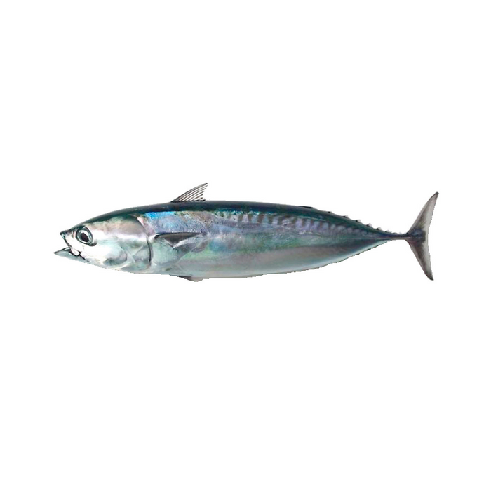 A bonito fish