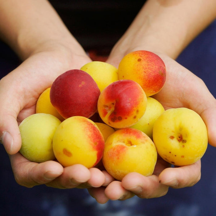 Man holding a handful amount of ume plums with both hands