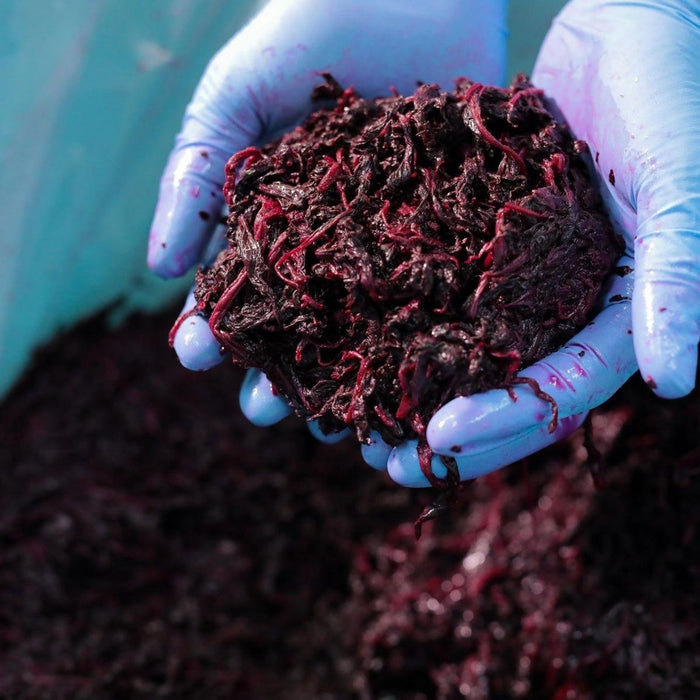 Man holding a handful amount of organic shiso leaves with both hands