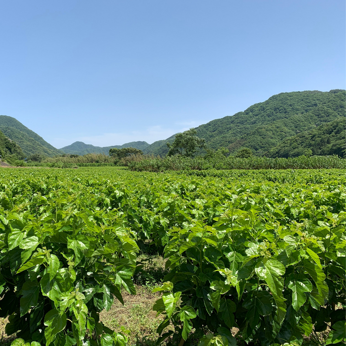 Organic mulberry fields surrounded by mountains