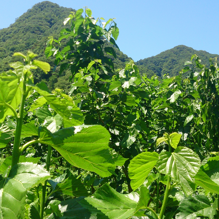 Close up angle of organic mulberry trees