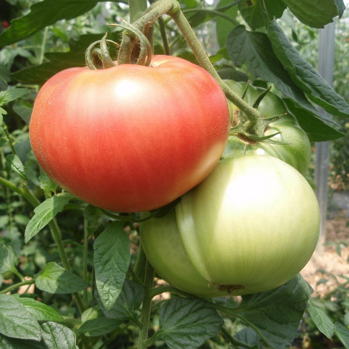 Three tomatoes hanging from trees