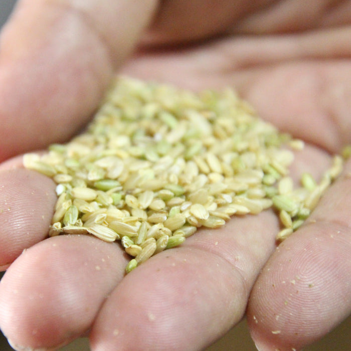 Rice crop on hand