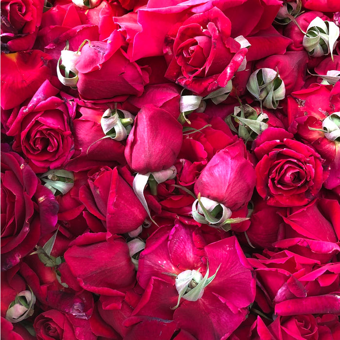 Bunch of rose buds
