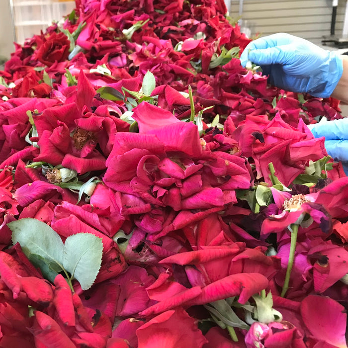 Man picking up a rose petal out of bunch of rose buds