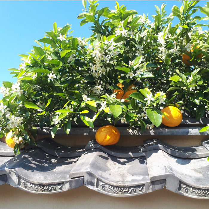 Yuzu fruits hanging from trees