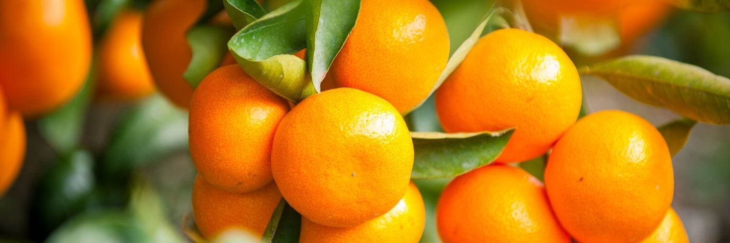 Mikan: Japanese Orange Citrus You Should Try