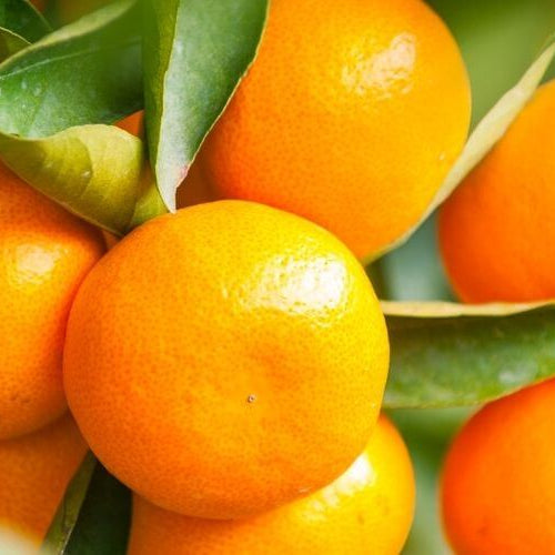 Mikan: Japanese Orange Citrus You Should Try