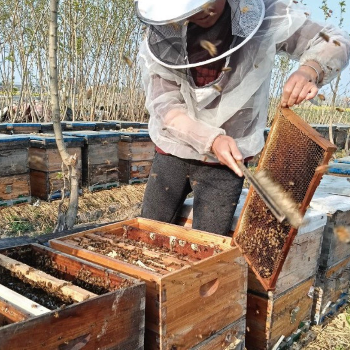 A beekeeper working on blushing bee cages.