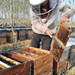 A beekeeper working on blushing bee cages.
