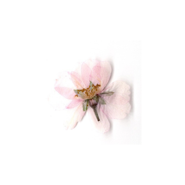Dried Sakura Blossom 1