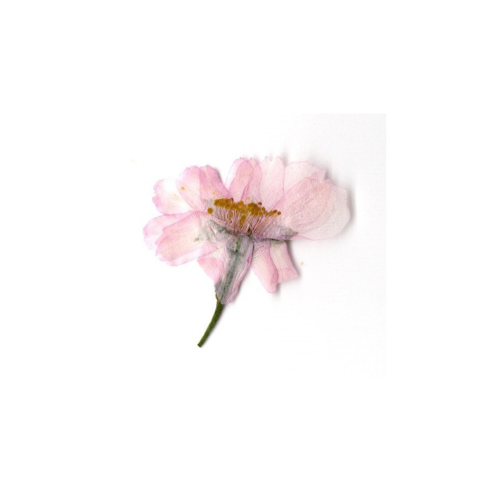 Dried Sakura Blossom 3