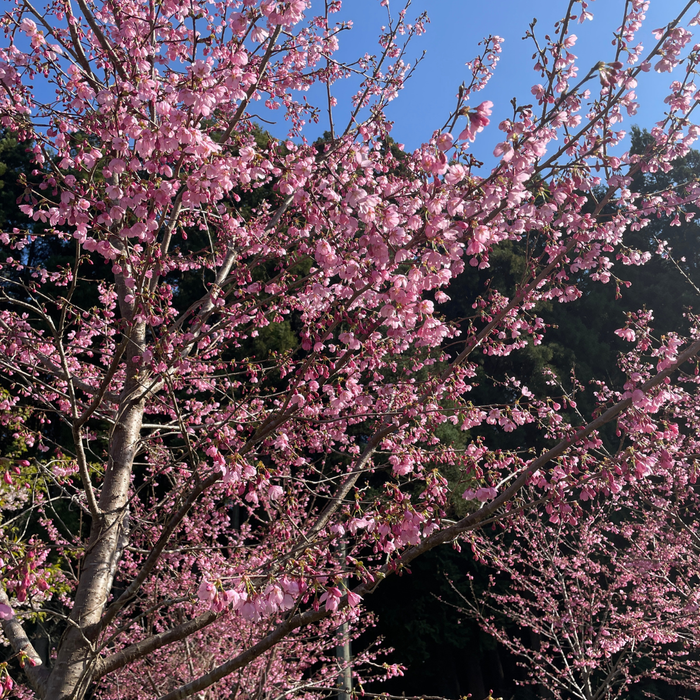 Sakura Blossom Tree