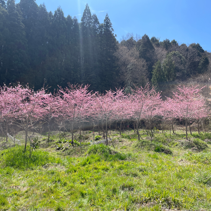 Sakura Blossom Trees
