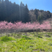 Sakura Blossom Trees
