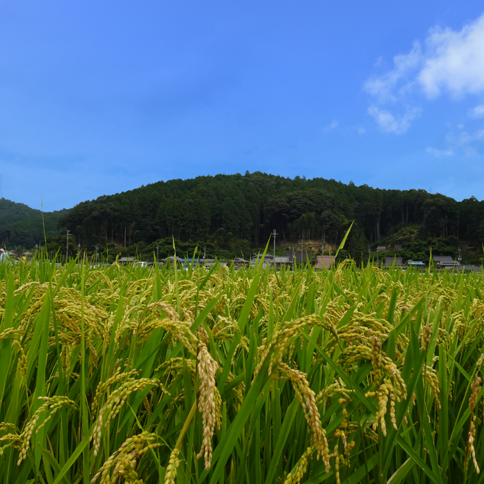 Rice field